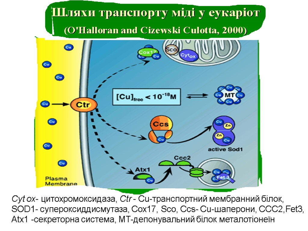 Cyt ox- цитохромоксидаза, Ctr - Cu-транспортний мембранний білок, SOD1- супероксиддисмутаза, Cox17, Sco, Ccs- Cu-шаперони,